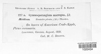 Gymnosporangium juniperi-virginianae image